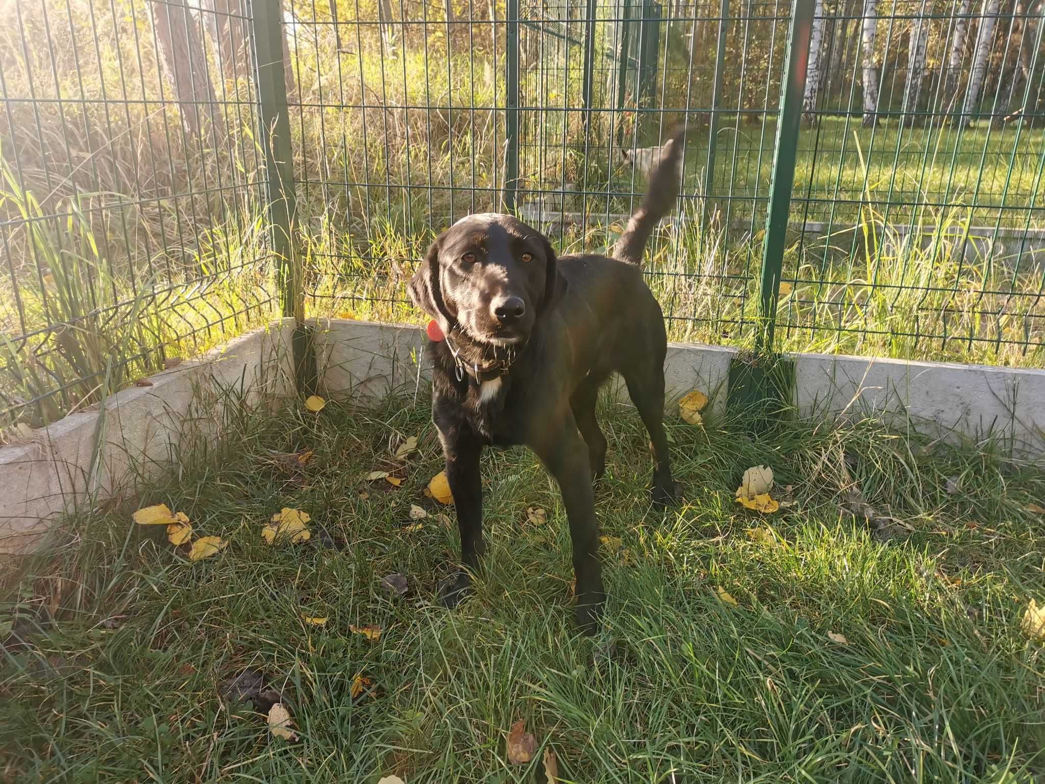 Nero - 2 letni pies w schronisku !