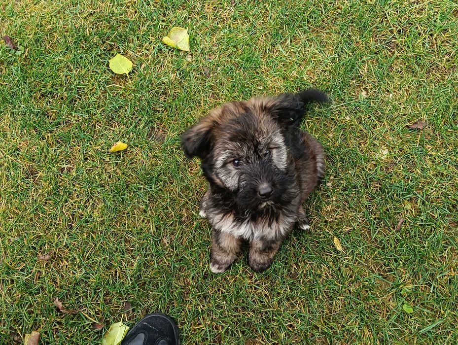 Urocze szczeniaki szukają kochającego domu!