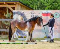 Ogier tinker, irish cob, Gypsy cob 140cm, licencja NSVT i ICS NL