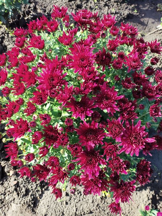 Хризантема мультифлора