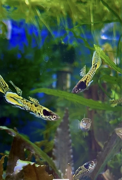 Креветки, рибки, мох печінковий, річія