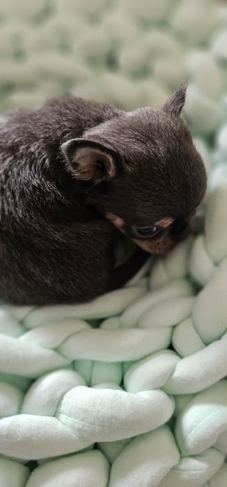 Chihuahua krótkowłosy blue tan