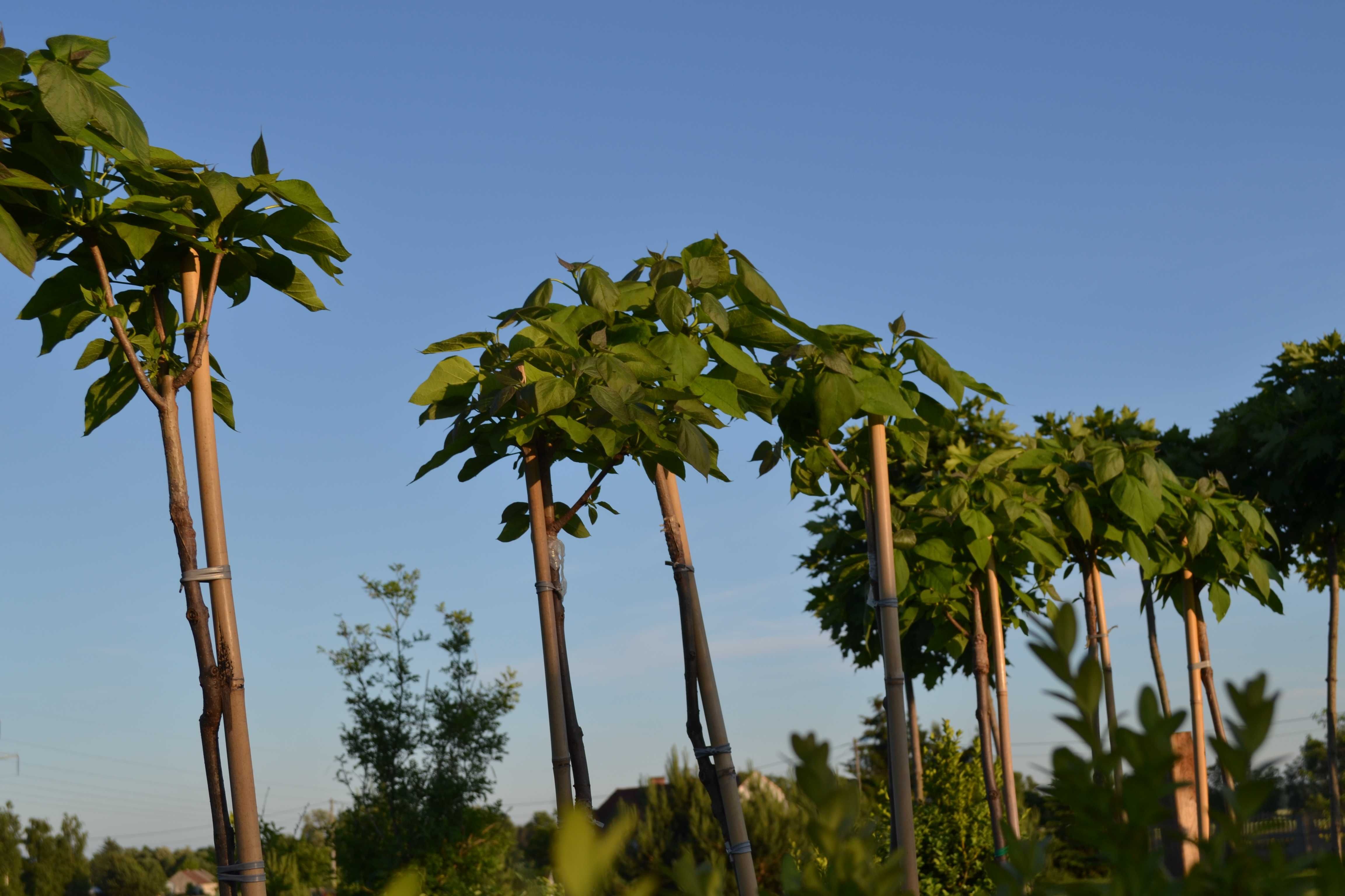 surmia "nana" katalpa, catalpa, szczepiony 1,6- 1,8m, obwód 8-10 cm