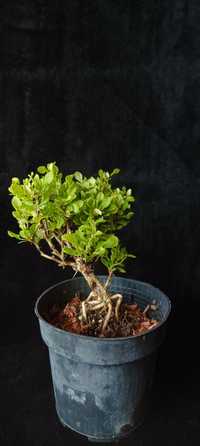 Berberys bonsai PRE-BONSAI