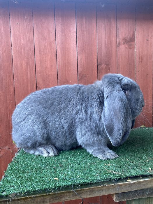 Samczyk Francuski Niebieskoszary  Rodowód