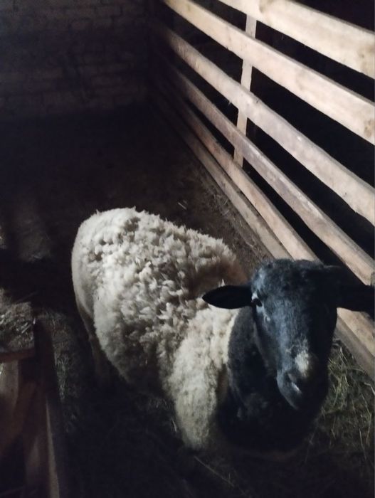 Барани породи Дорпер