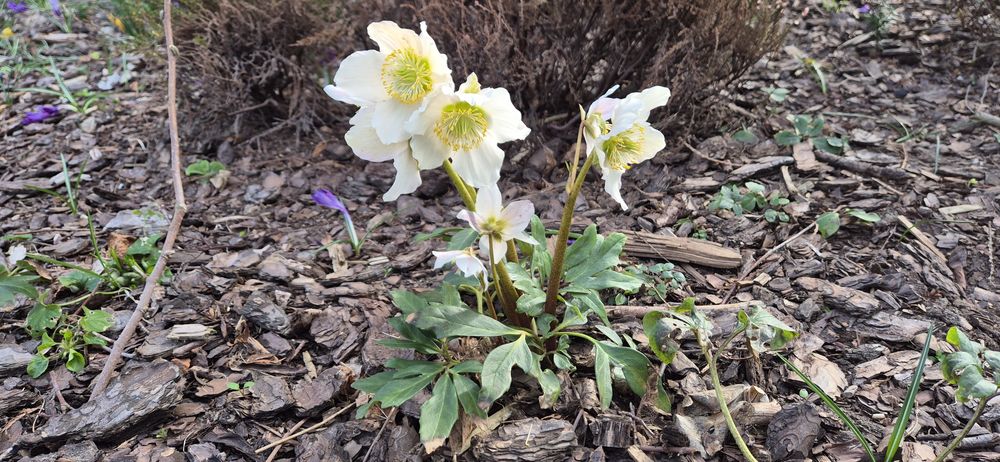 Ciemiernik biały zimowa róża