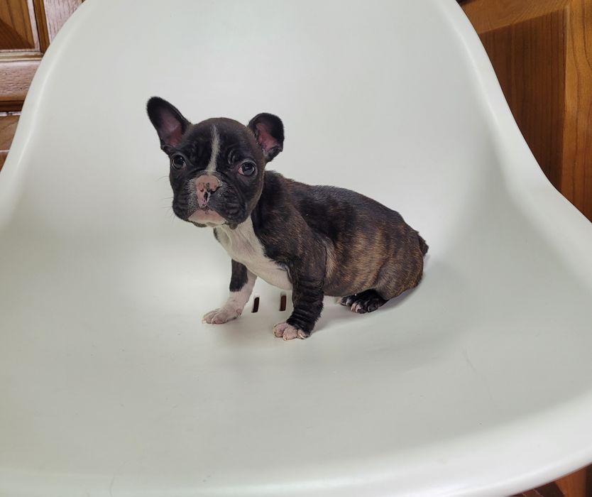 Bulldog femea tigrada