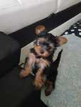 Yorkshire terrier Jork YORK platynowo srebrne Rodowód c