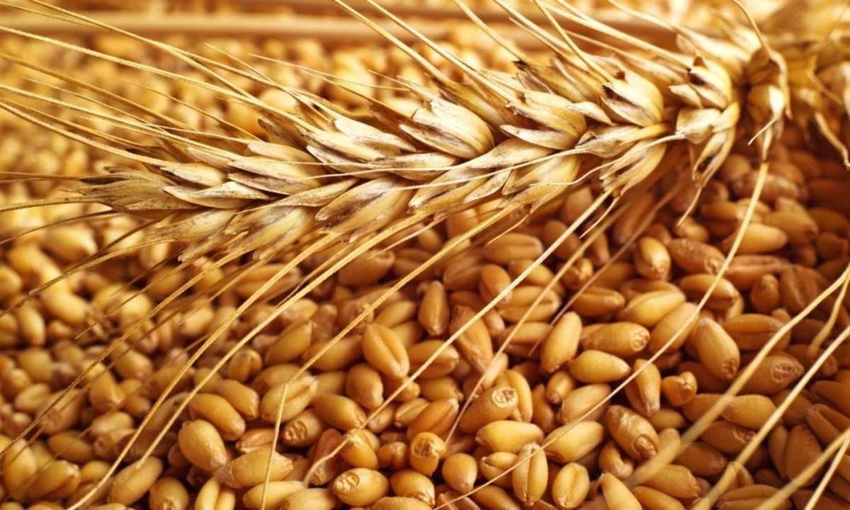Продам пшеницю яру