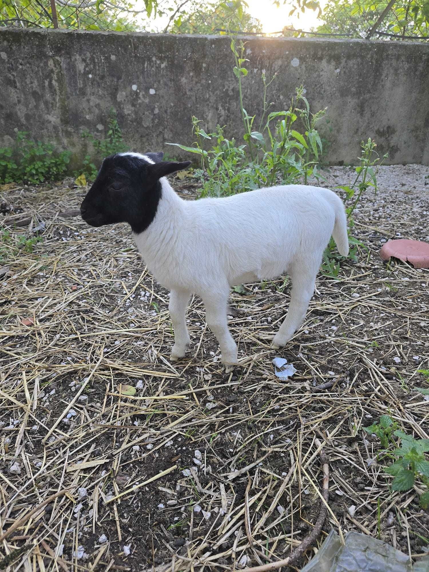 Ovelha Dorper puro, Macho com ano e oito meses de idade 300€