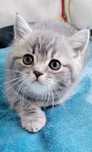 Menina fofa tabby silver