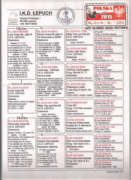 Młode Para 48 Oryg. IKD Łepuch VOS 94 gołąb gołębie pocztowe