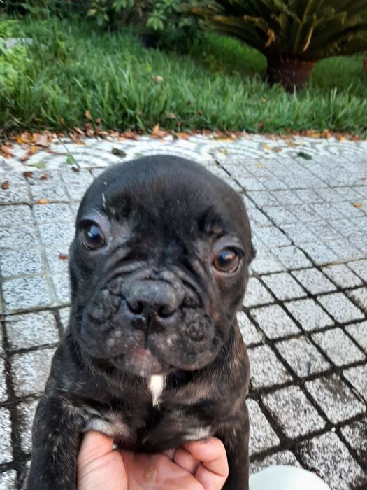 Buldog Francêsa preta exótica.