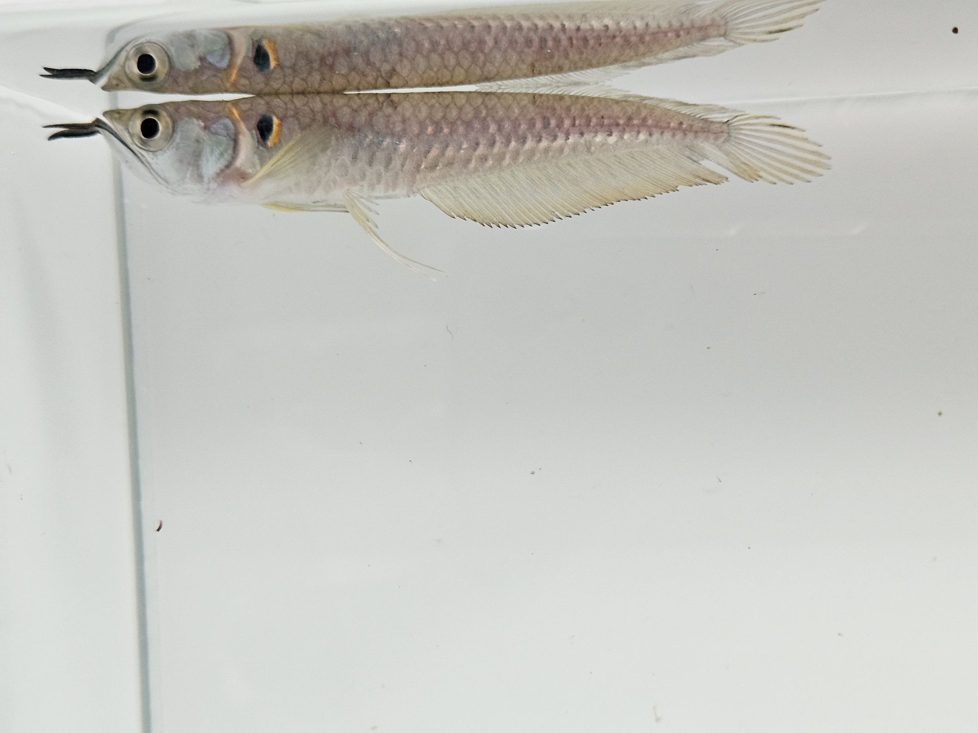 Arowana srebrna zapraszamy