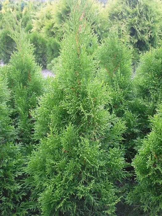 Tuja szmaragd 70 cm z gruntu  stożek