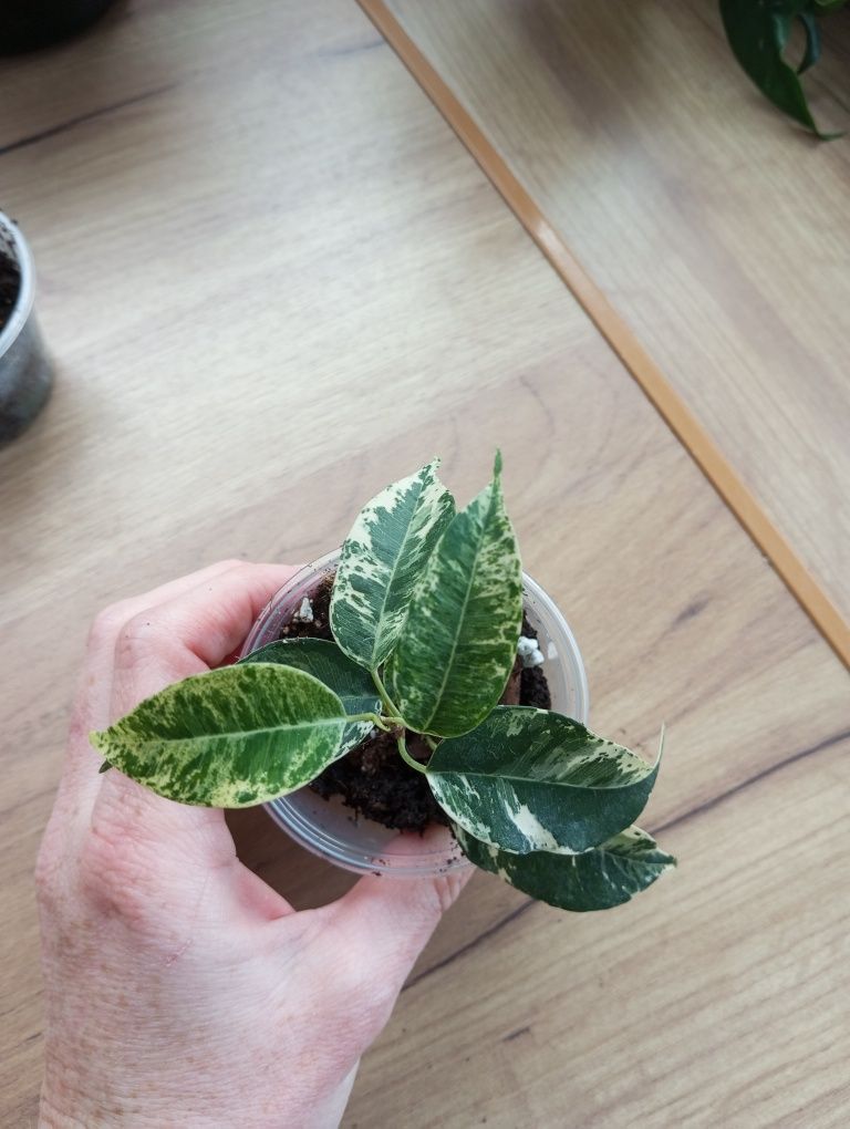 Ficus fikus eldorado variegata