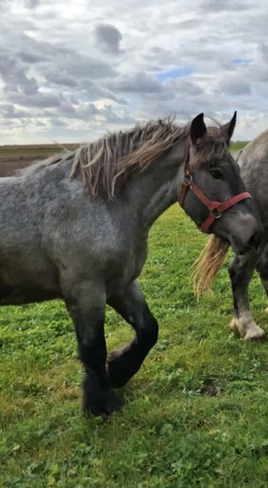 Sprzedam klacz zimnokrwistą