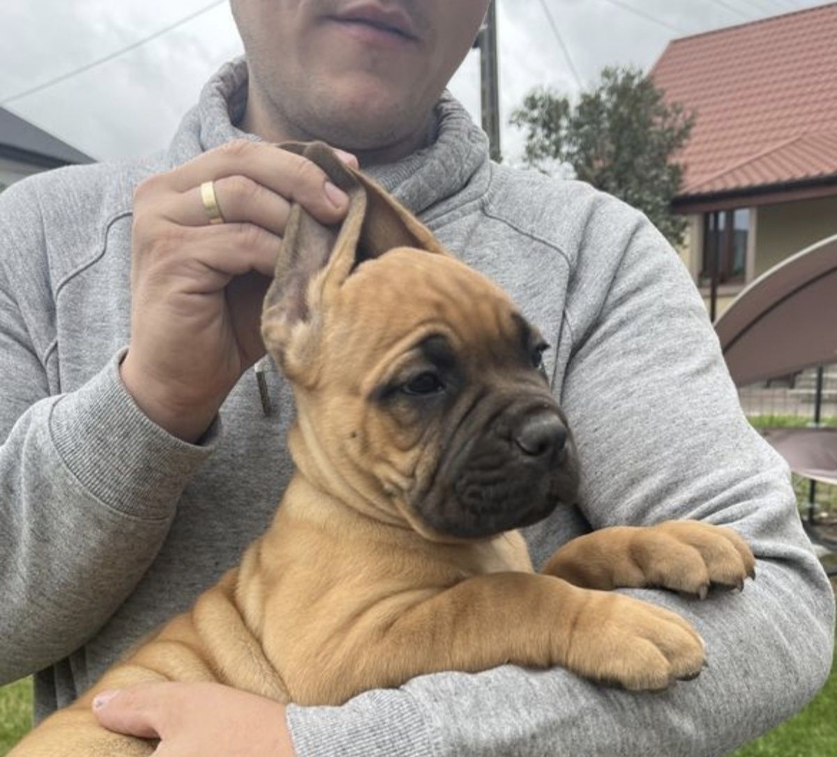 Cane Corso mocny pies
