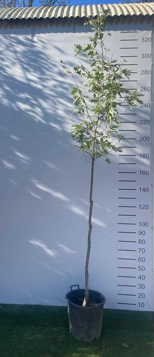 Árvore Quercus robur 300/350cm