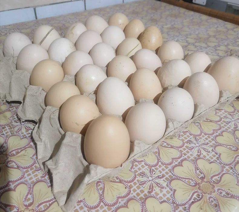 Sprzedam swojskie jajka