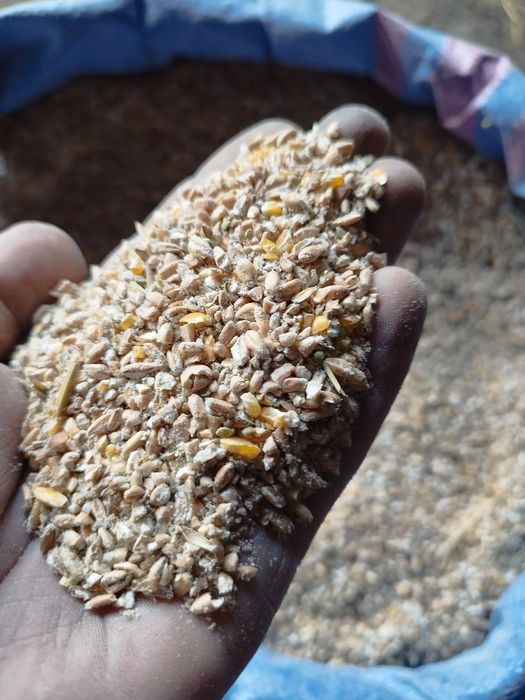 Mielona kukurydzę z pszenicą , idealna na pasze dla kur