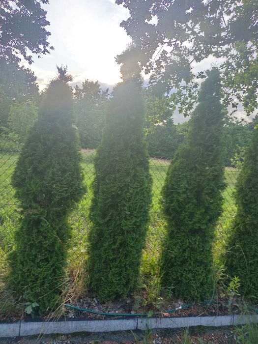 tuja szmaragd 230 -250cm