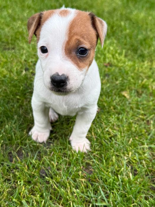 Jack Russell Terrier od # Smartie Jacks # MALE Jack parents FCI/ZKwP