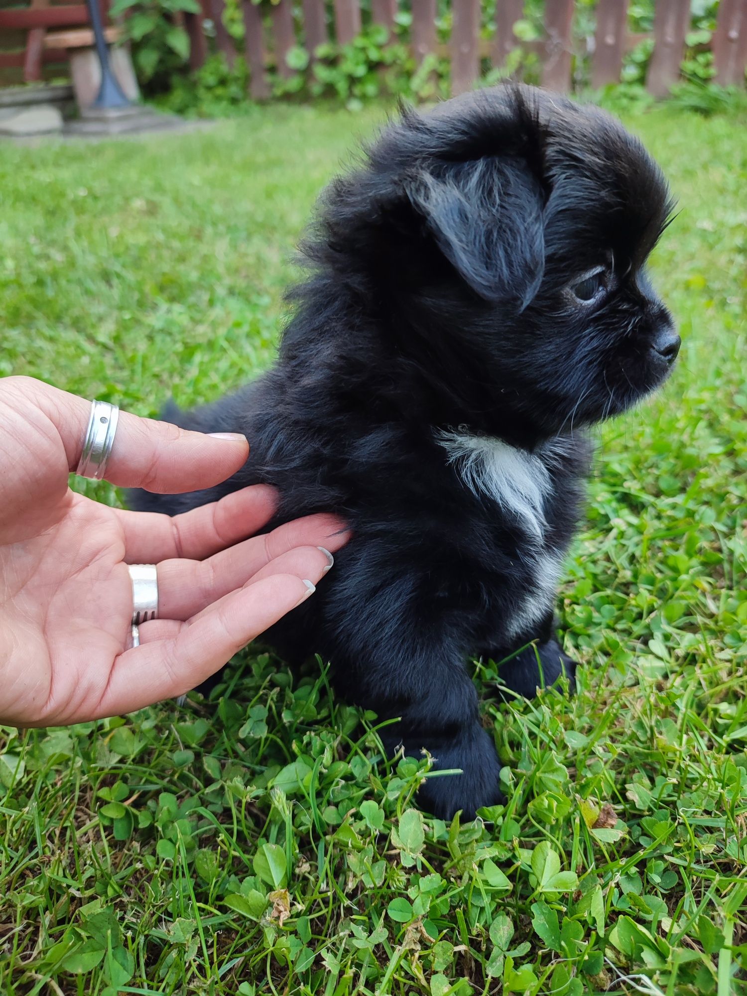 Chihuahua suczka długowłosa