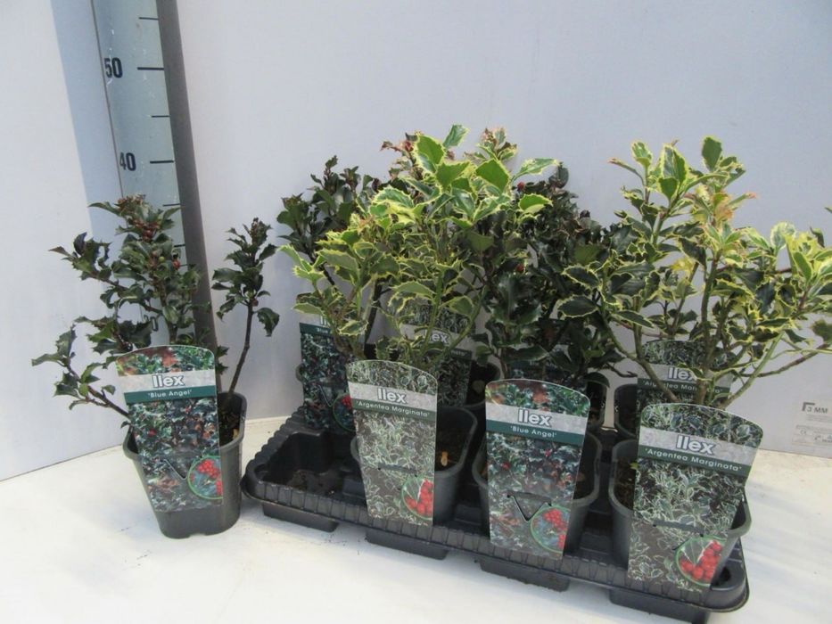 Хвойні,морозник,хебе,ілекс,клен,верес,фотінія,хости,вейгела,ялинка