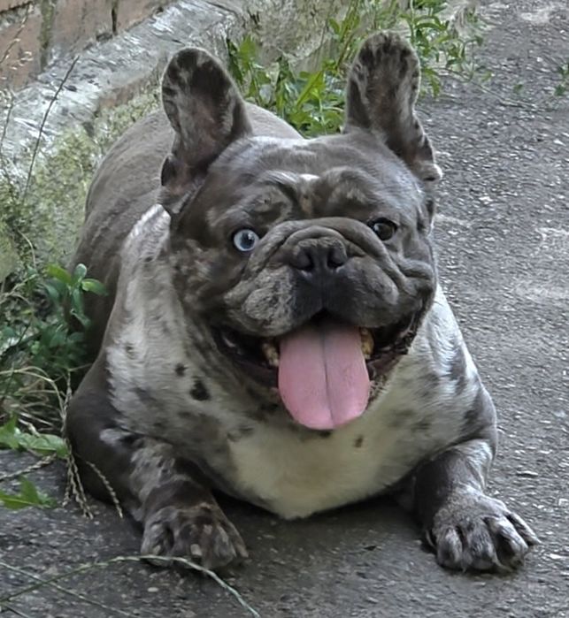 Шикарний француз голубий мерль