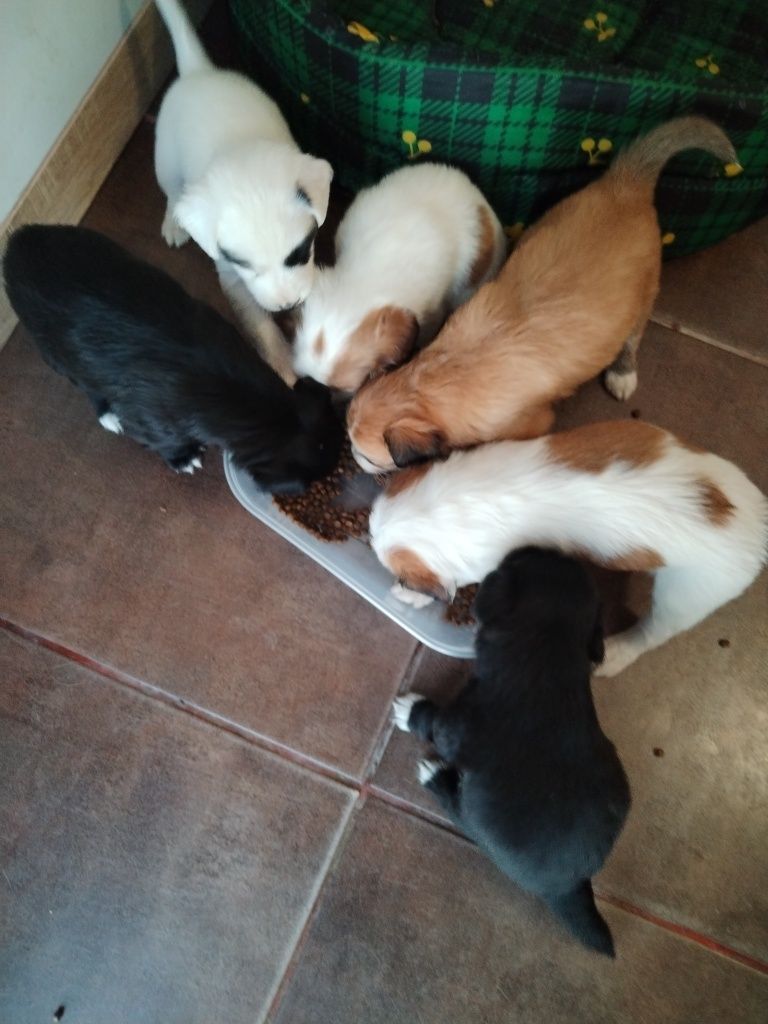 Adoção de cães machos e fêmeas