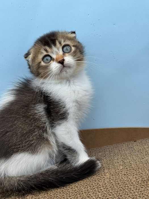 Macho scottish fold