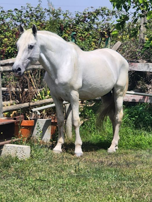 Festas de aniversário , com  contacto com cavalos