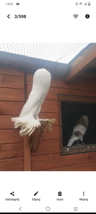 Garłacze pomorskiei pawiki 2025