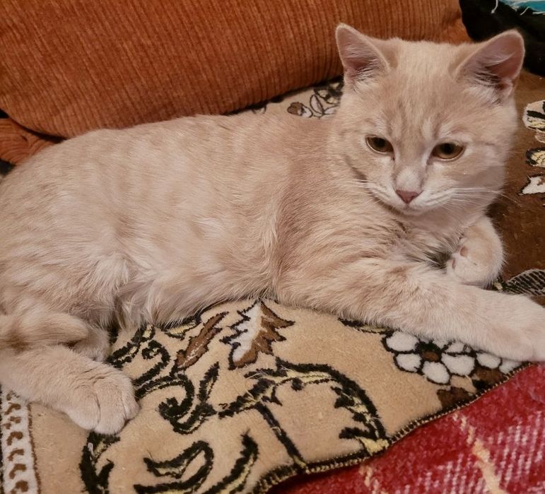 Хлопчик кошеня в добрі руки