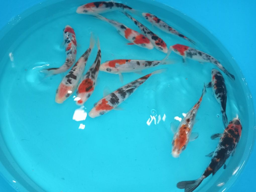 Carpas koi tricolor