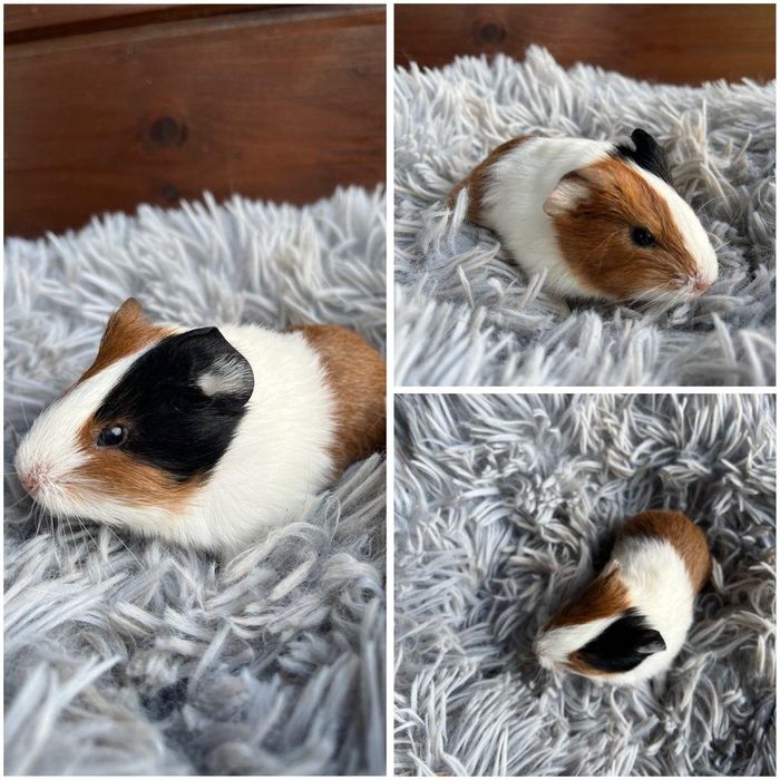 Świnki Morskie Cavie