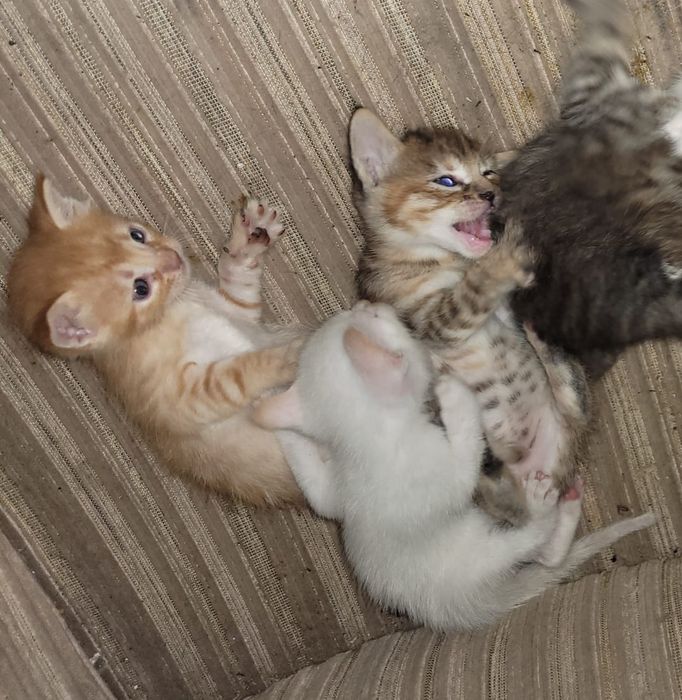 Gatinhos para adopção