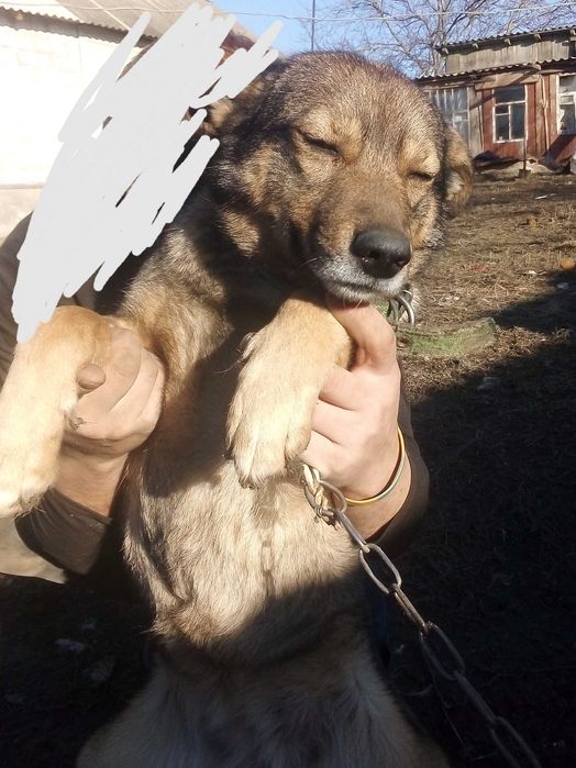 Отдам собаку лайка помесь с дворнягой