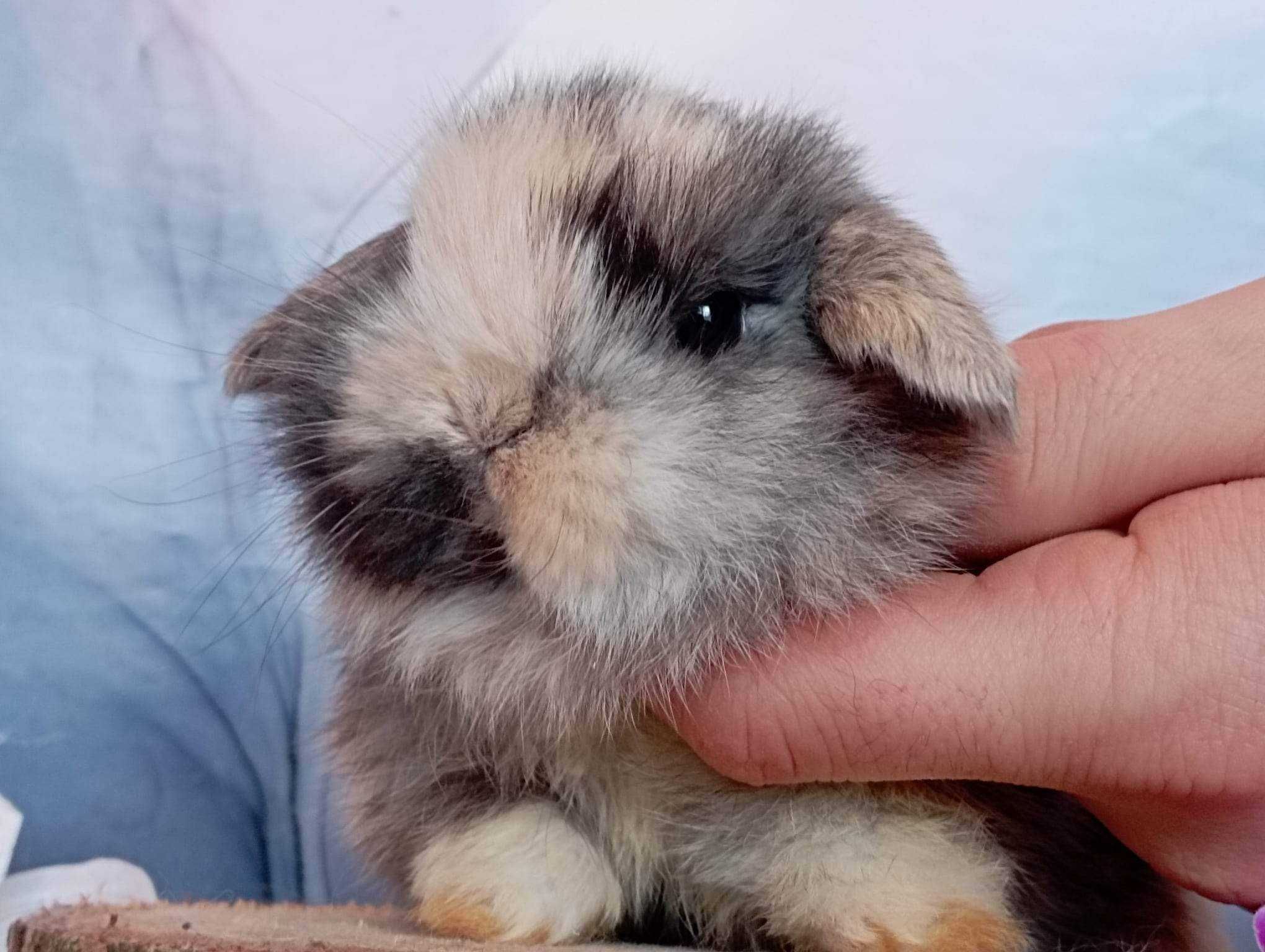 Mini lop karzełek Teddy hodowla zarejestrowana