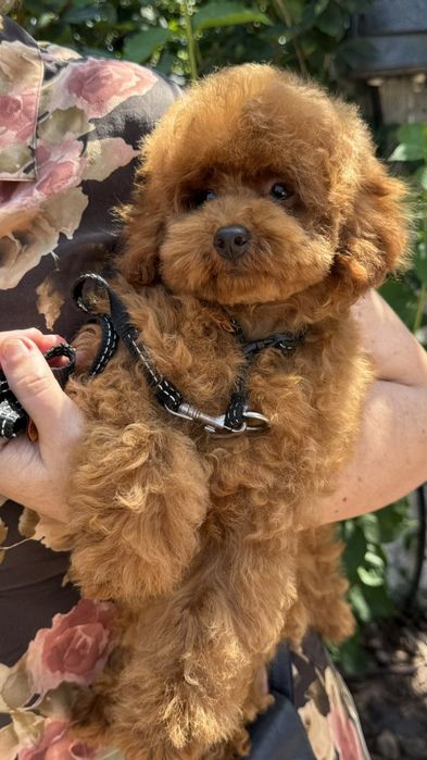 Хлопчик Той пудель