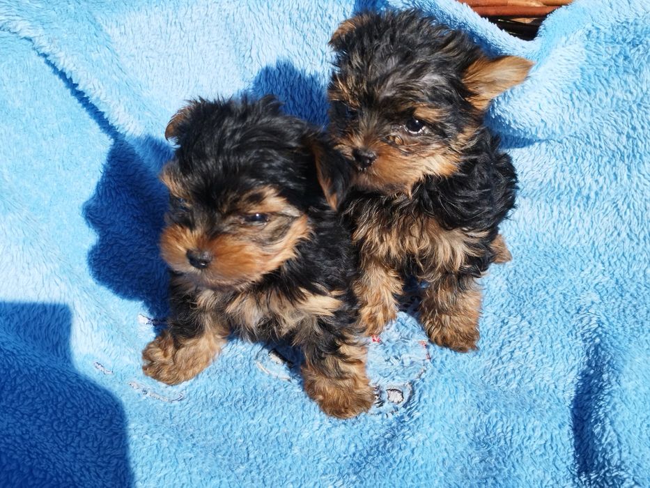 Yorkshire terrier