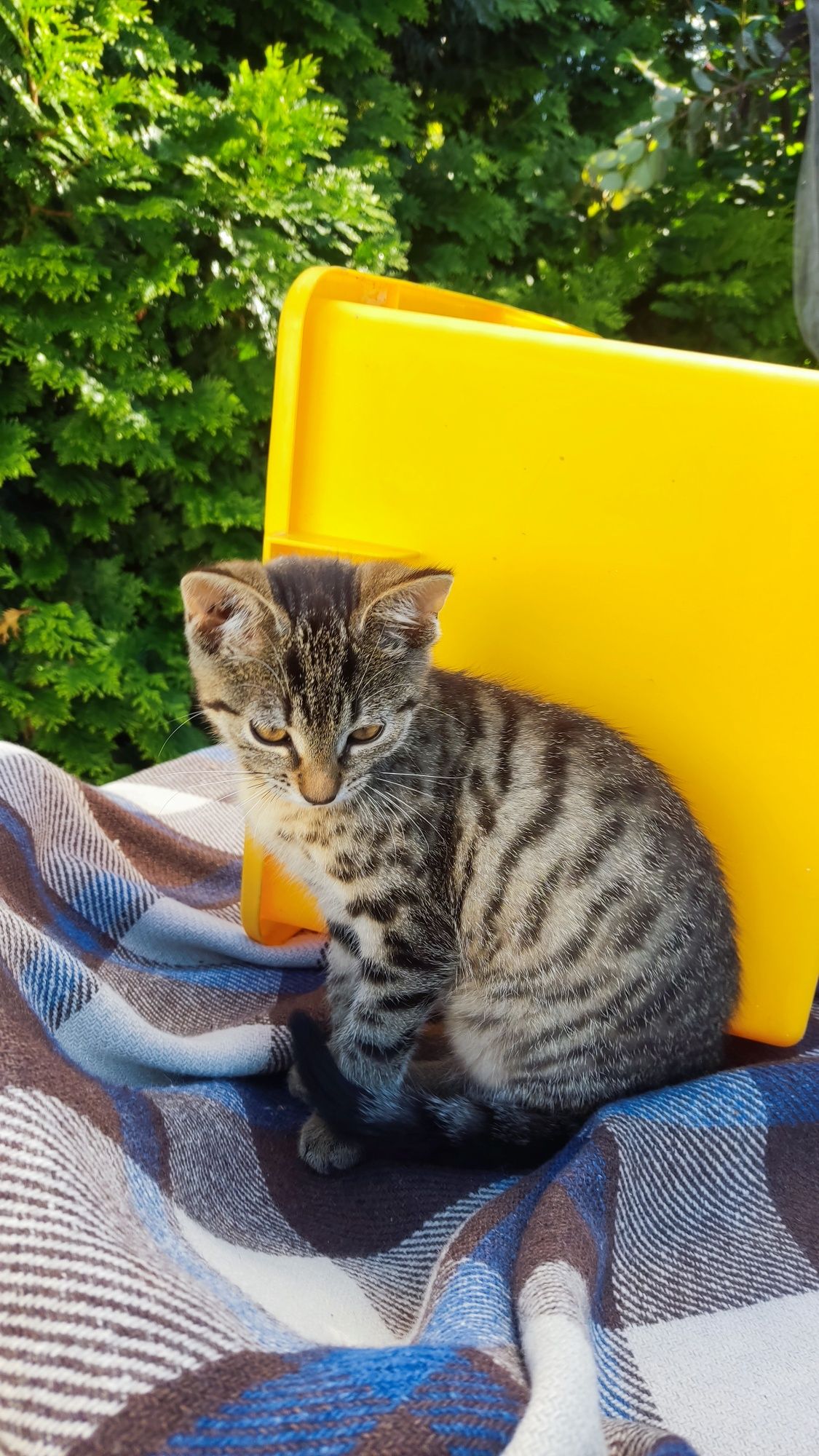 Kotka Lucyna- do adopcji, Kalisz