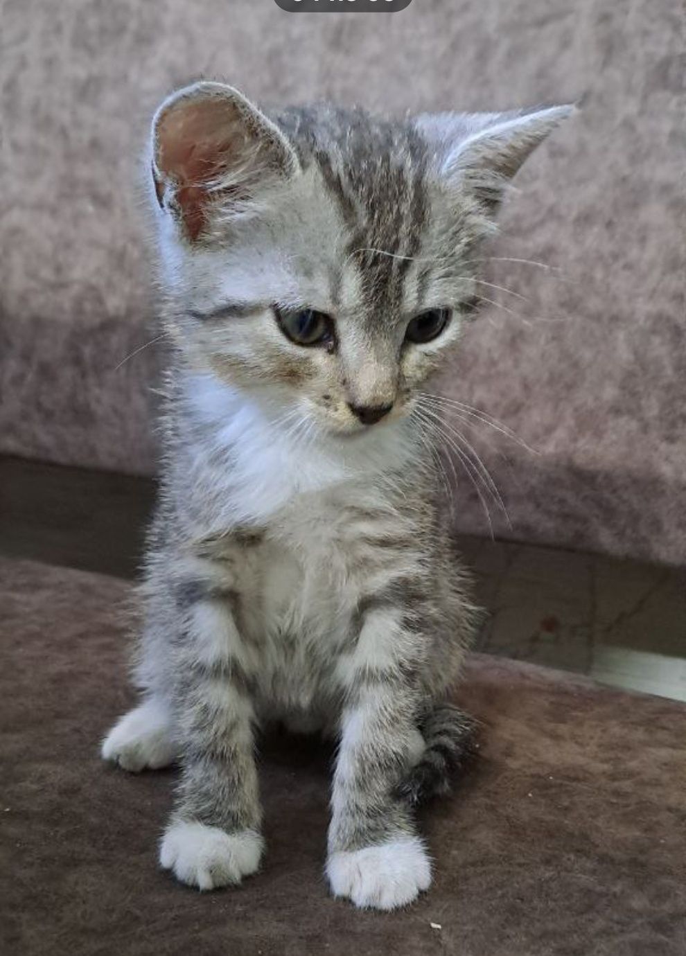 Кошенята віддам в добрі руки