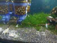 Krewetki white perl Neocardina