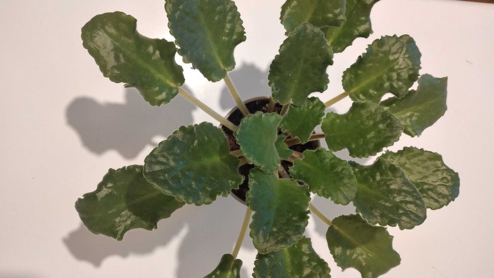 Фиалки "Шотландский Вереск" и "Динозавр" цена за одну шт.