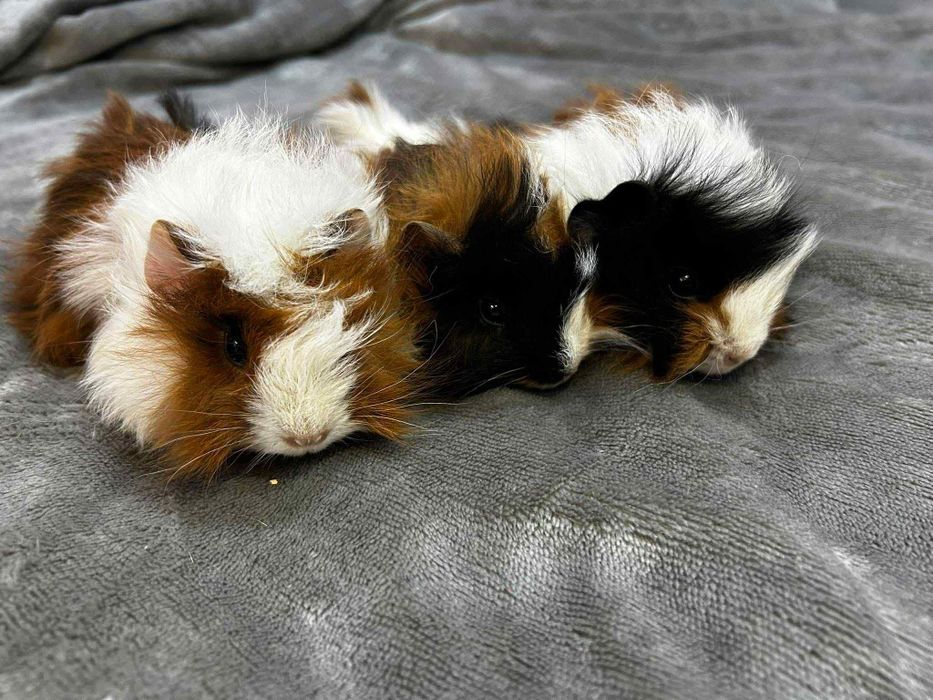 Oddam świnki morskie