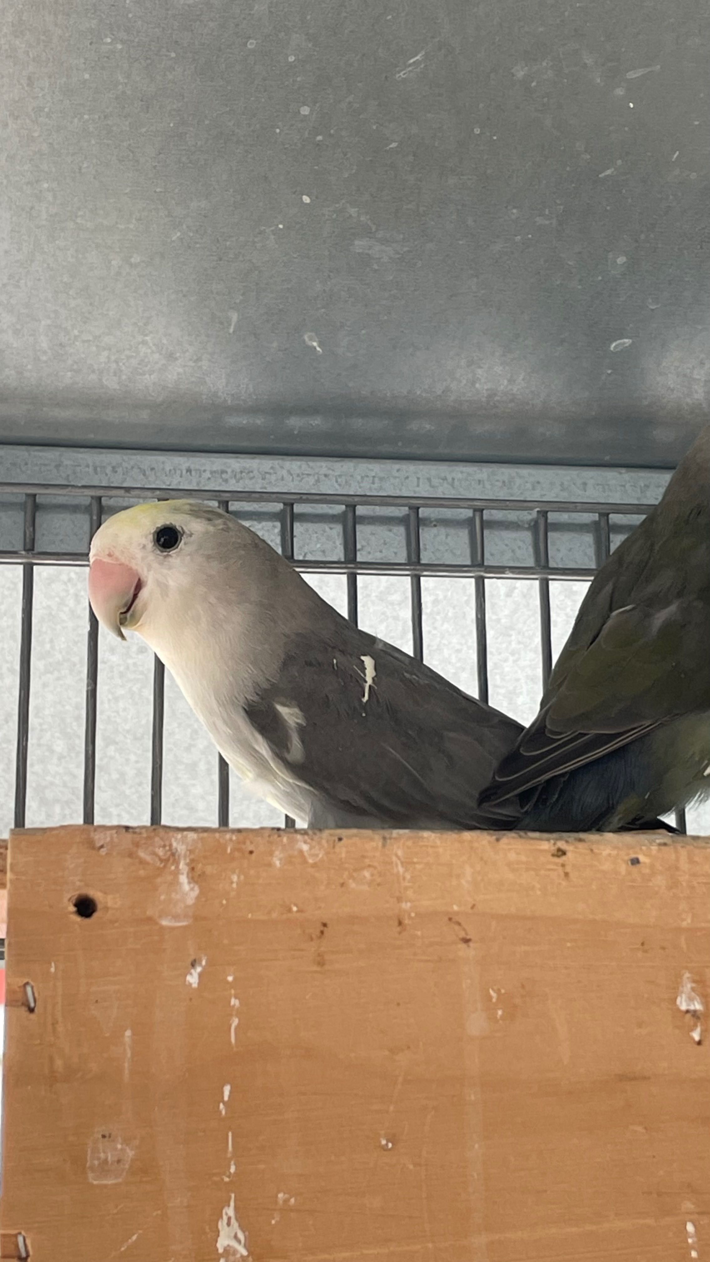 Casal Agapornis roseicollis sexados reprodutores