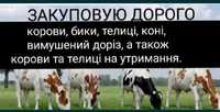 Корови корови корови